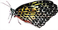 Schmetterling